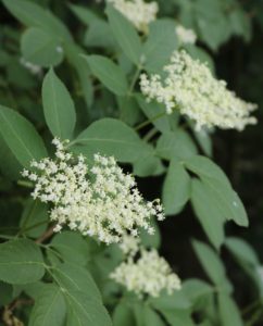 hyldeblomster